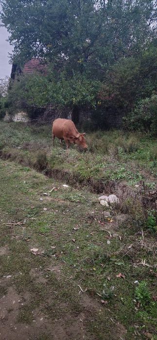 Vând vaca baltata românească