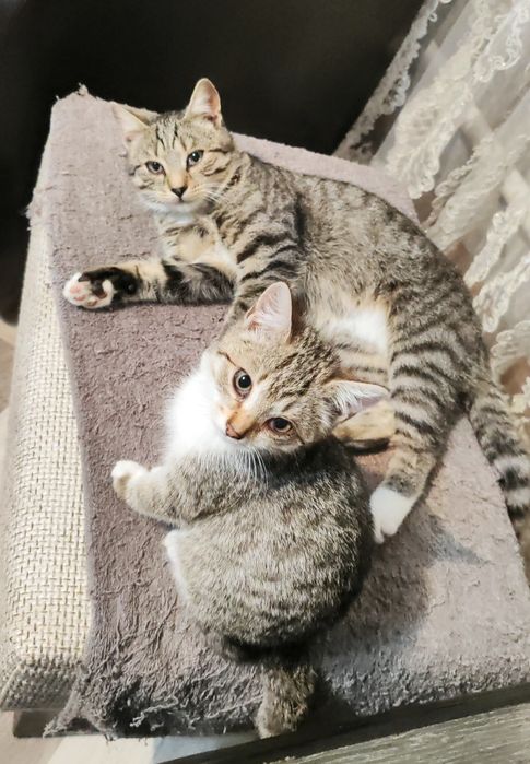 Отдадим кота и котёнка девочку