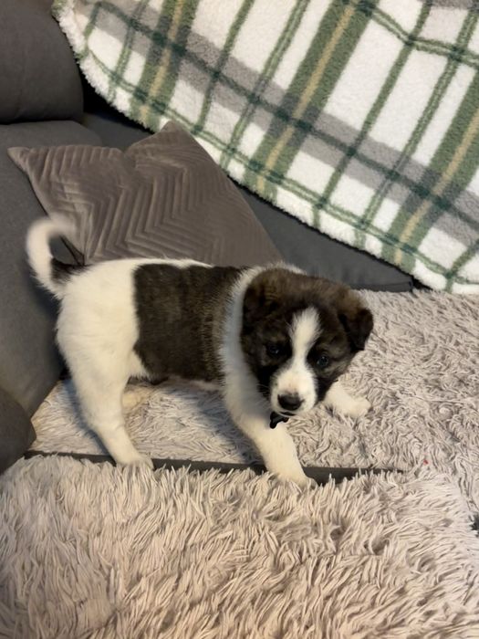 Donez catel Floresti