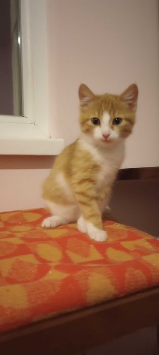 Котенца на три месеца търсят дом