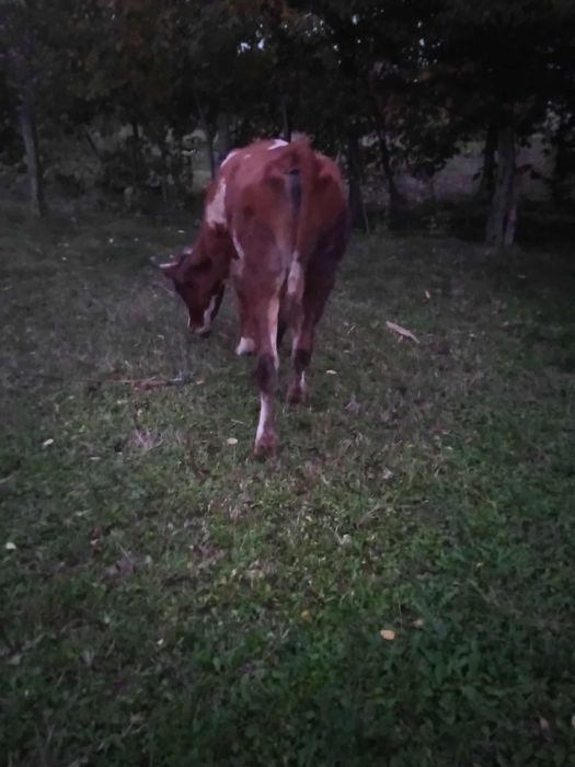 Vând  vaca baltata gestanta in 8 luni