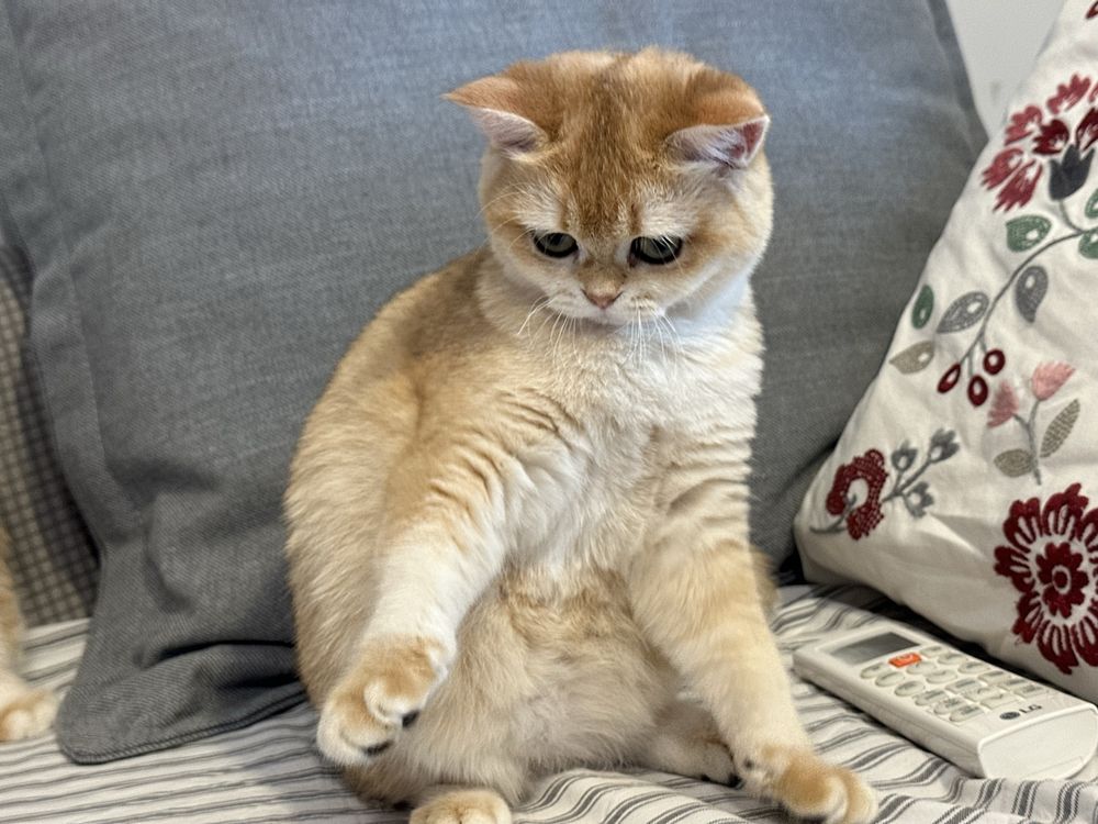 British shorthair golden shell, fetita !! FELISA AUTORIZATA !!!