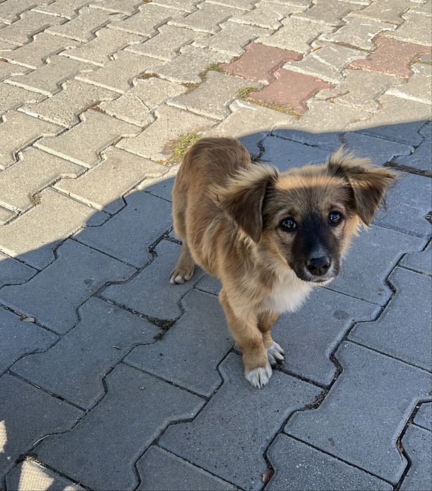 Cațel spre adopție