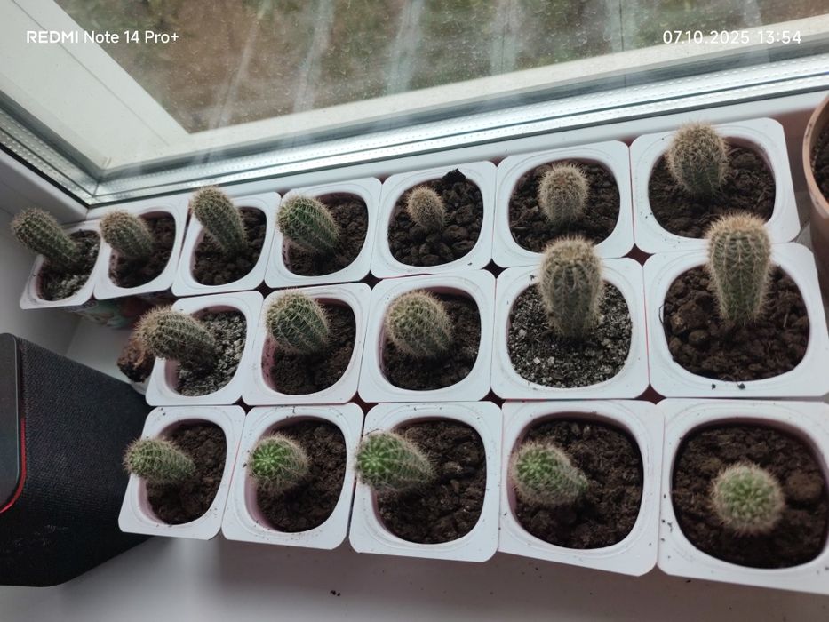 Продам кактус домашний