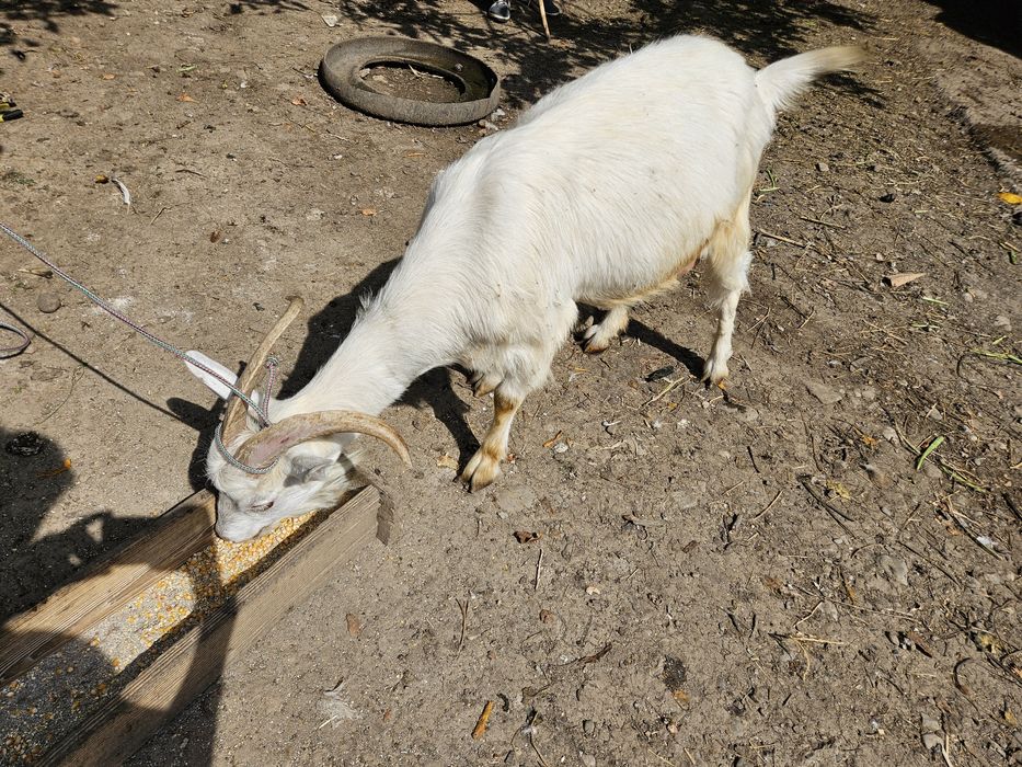 Vând Capră preț bun