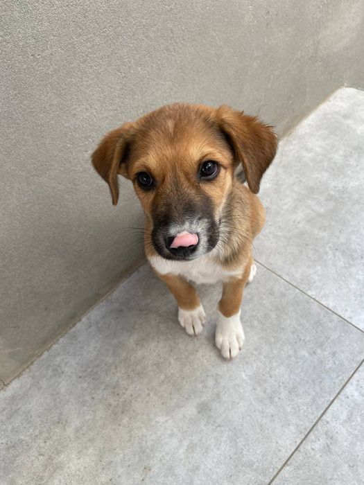 Щенок мелкой породы