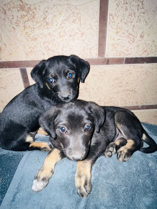 Два очаровательных щенка в добрые руки!