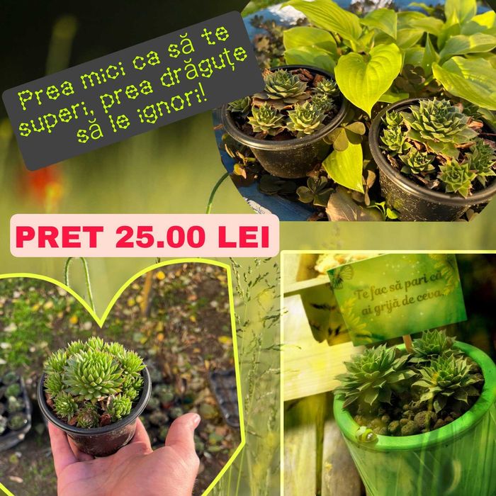 Cadouri verzi , plante suculente