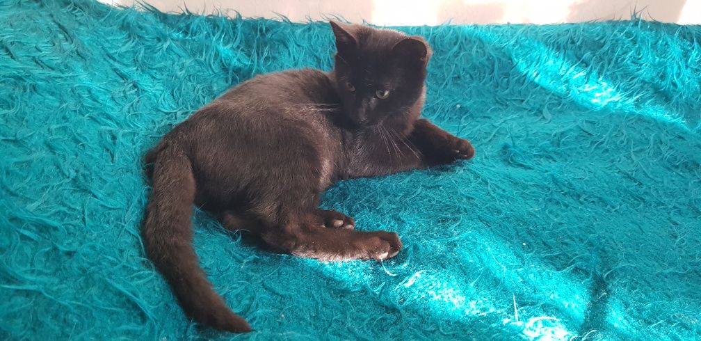 Коте, котка, мъжка