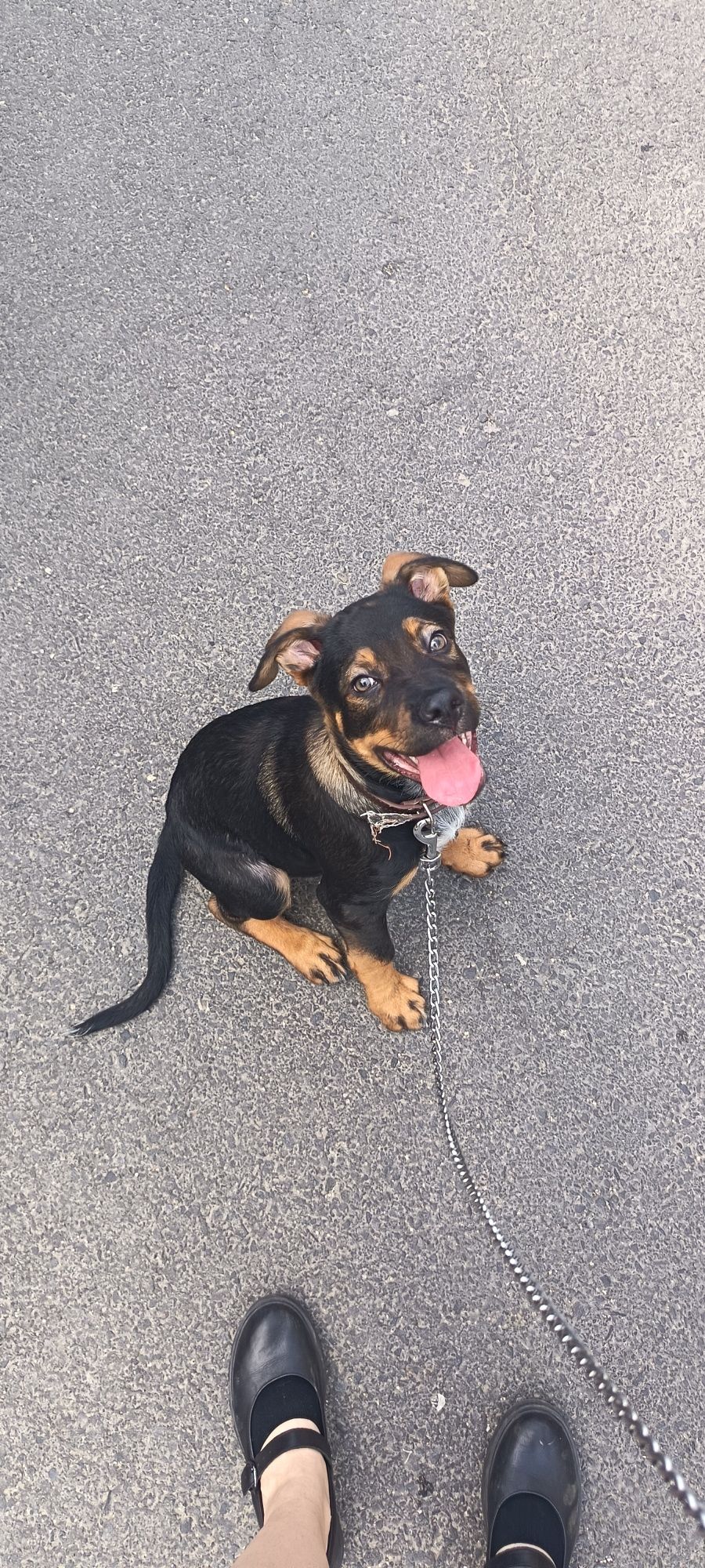 Caine spre adoptie