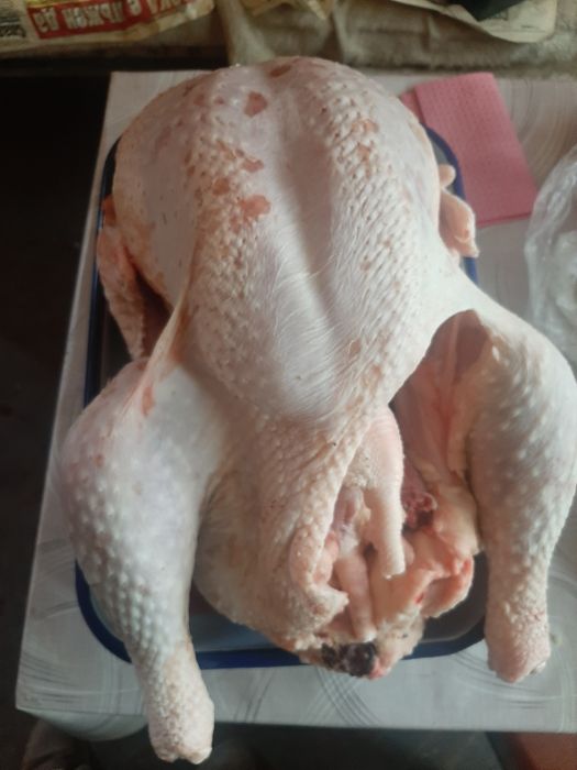 Домашни пуйки и пуяци