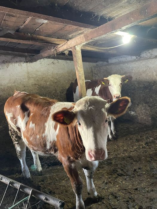 Vând vitei și vitele bălțată romaneasca