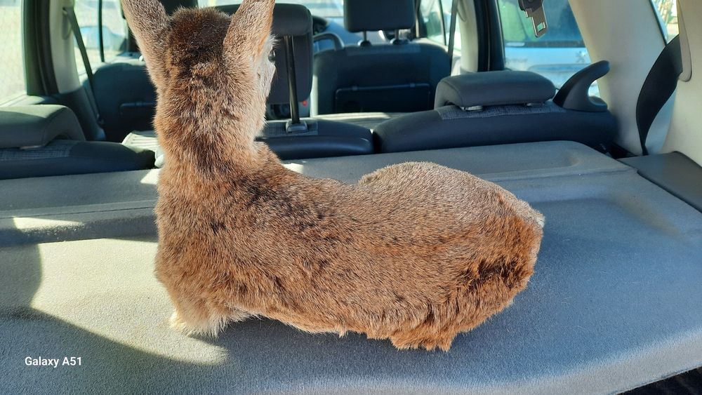 Препариран трофей. Сърна