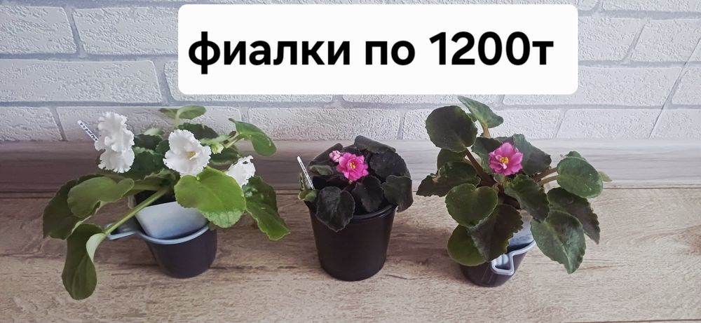 Продам цветущии фиалки