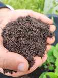 Vermicompost de calitate superioara