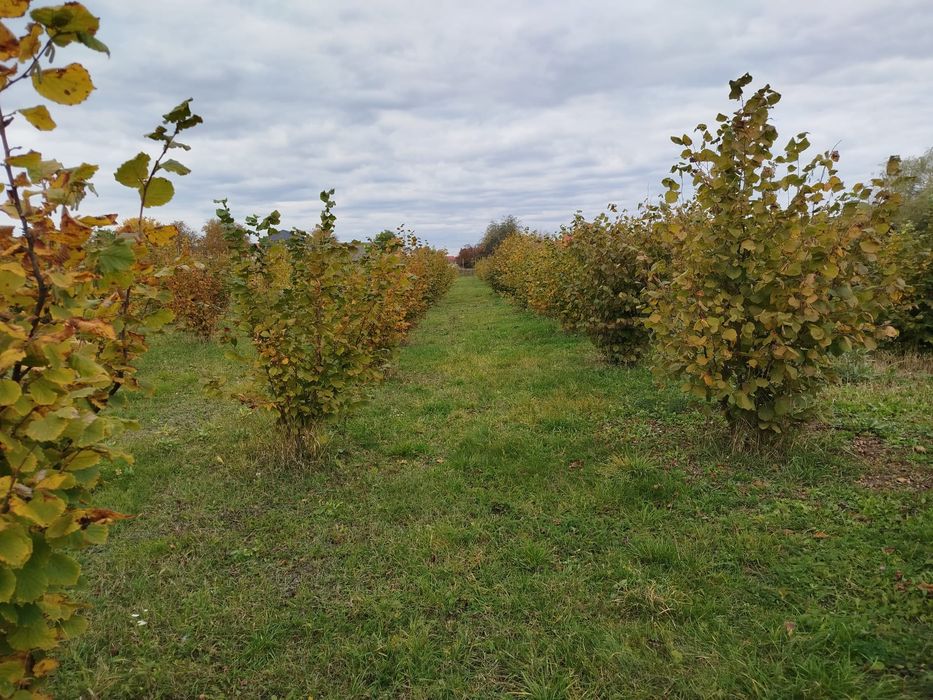 Vând alune Tonda Gentile bio