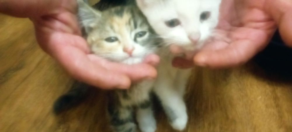 Отдам котят 2 мес..