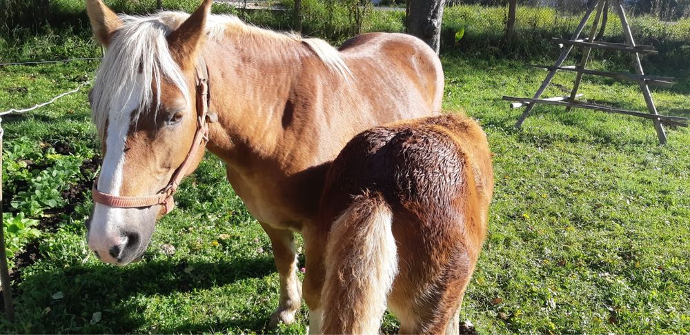 Vand manzul din imagini