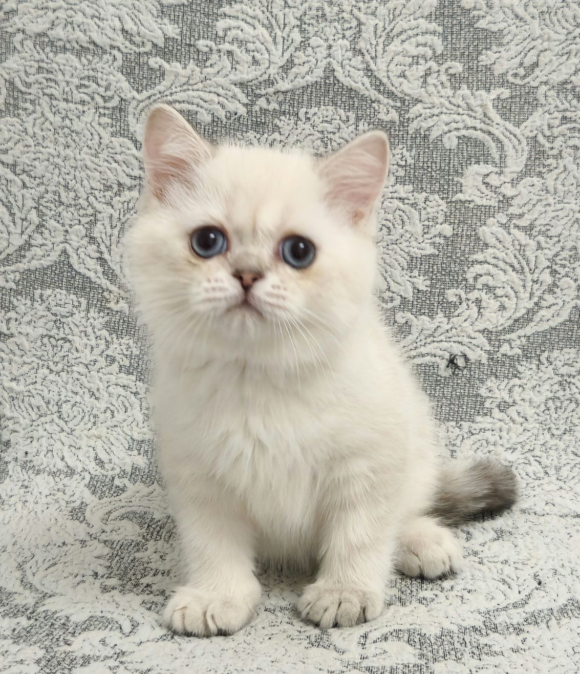 ласковый котёнок