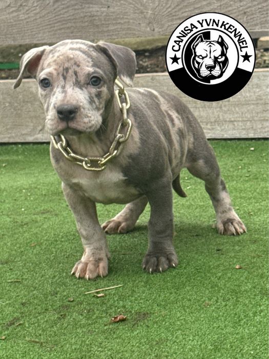 Amstaff blue merle