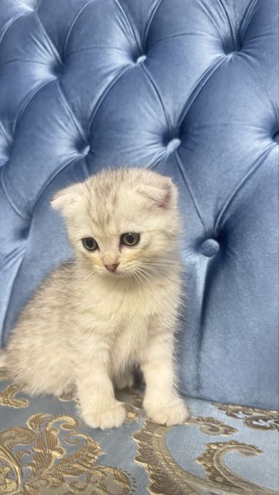 Arzonga seribristiy quloqchasi qaytgan shinshilla mushukcha