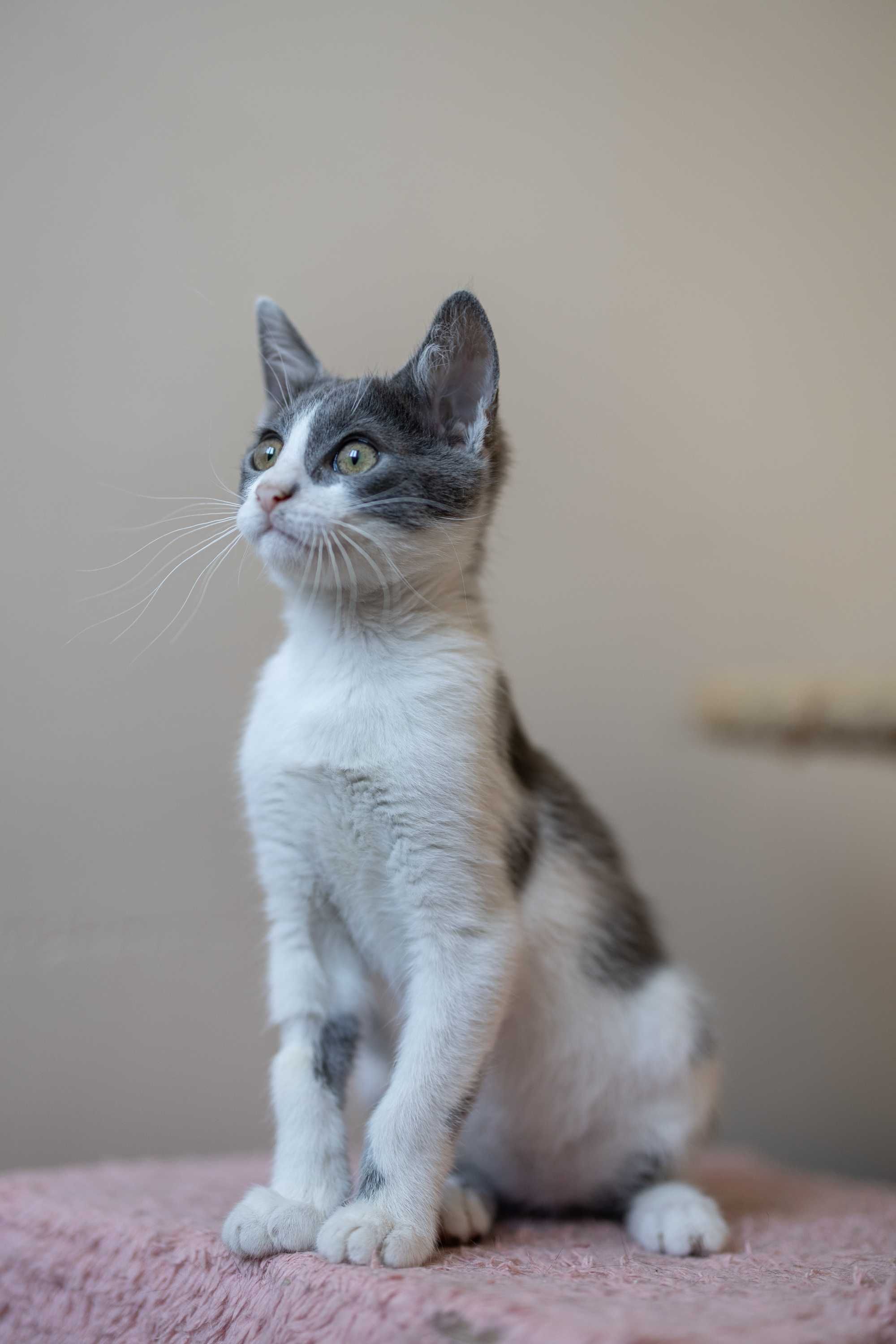 Мъжко коте търси отговорни стопани
