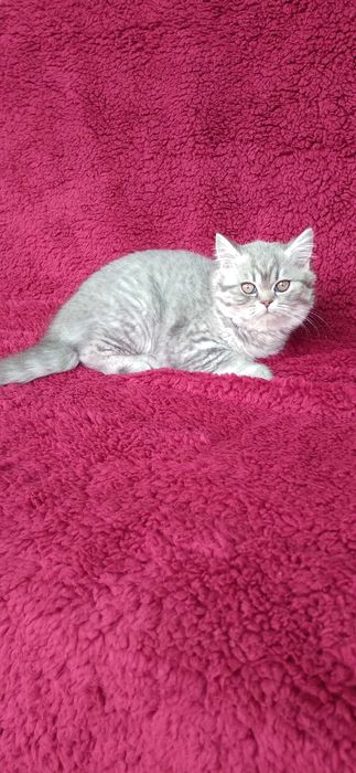 Pisicuta british shorthair blue taby