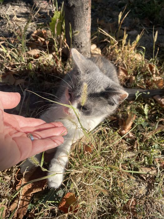 Adoptie pisicute pui rasa mixta