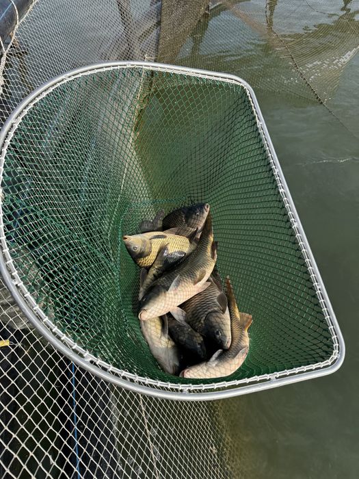 Crap pentru consum sau populat