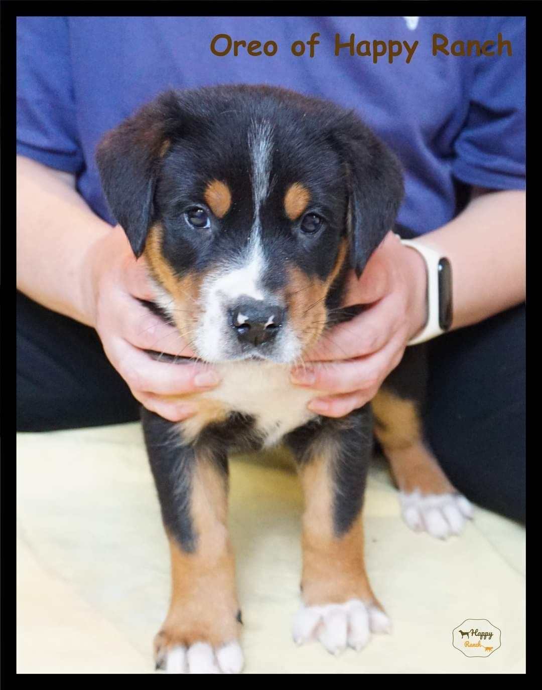 Vand Pui Greater Swiss Mountain Dog