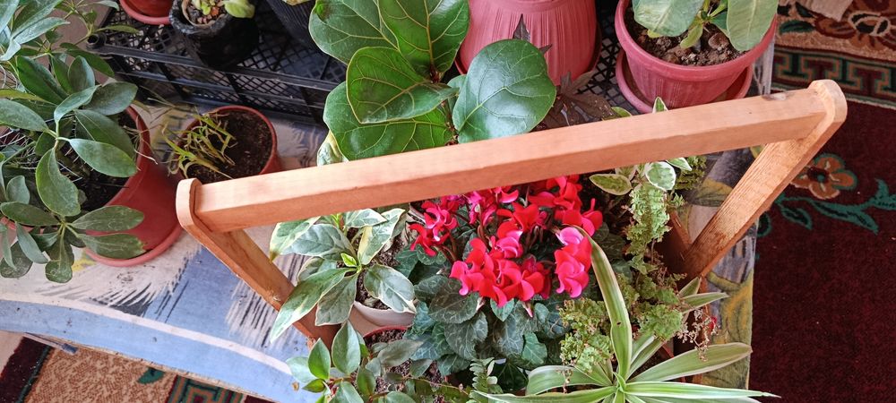 Комнатные растения живой букет карзинка