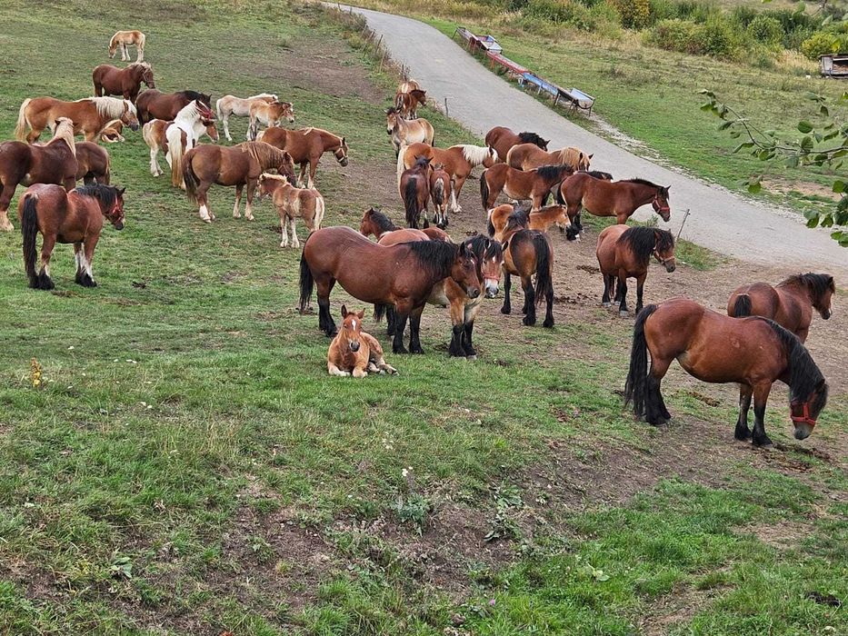 Manji de vanzare Cluj