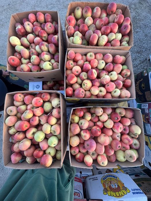 Vand Mere Pentru Consum ! Pot asigura si transport!