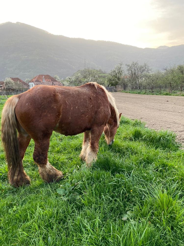 Cal disponibil vanzare sau monta