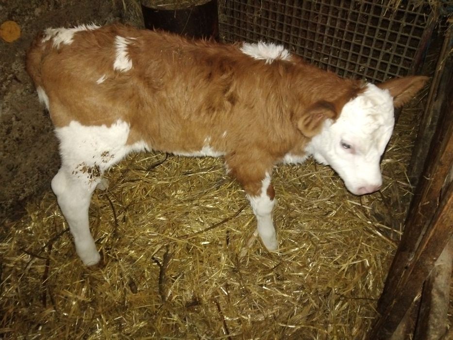 Vand doua vitele foarte frumoase