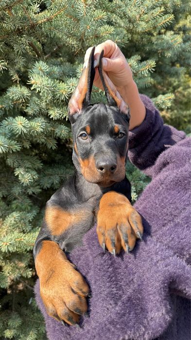 Доберман щенки добер