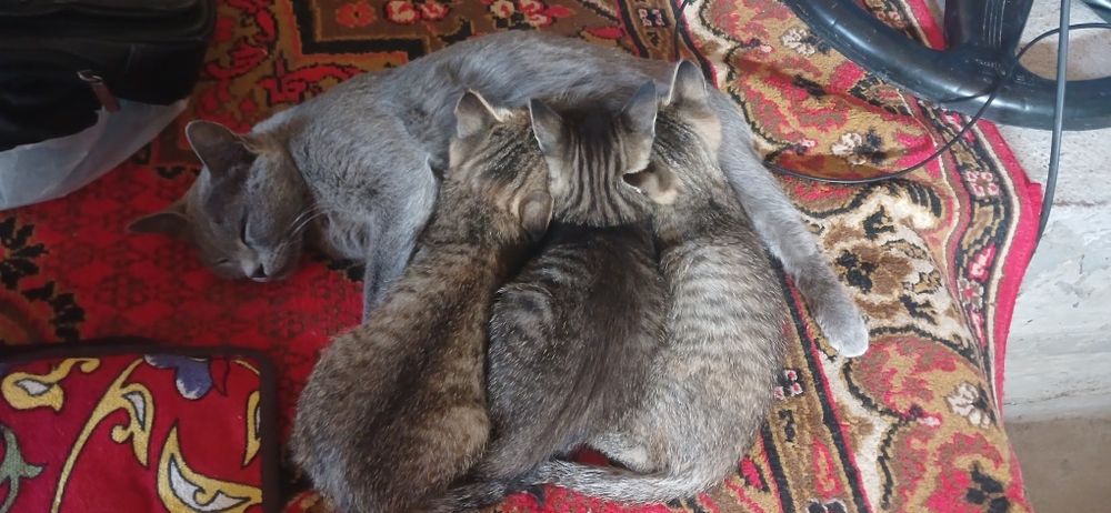 3 Mushuk(cha)lar, кошки