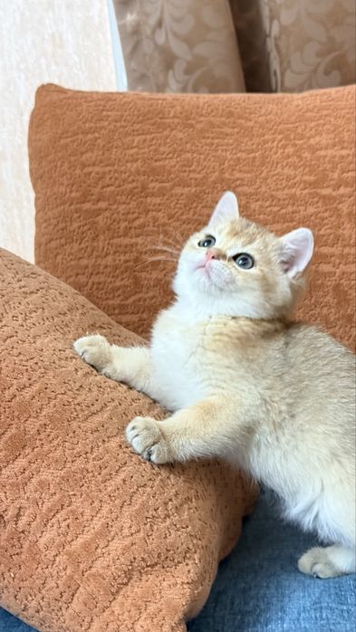 Британ мушукчалар сотилади