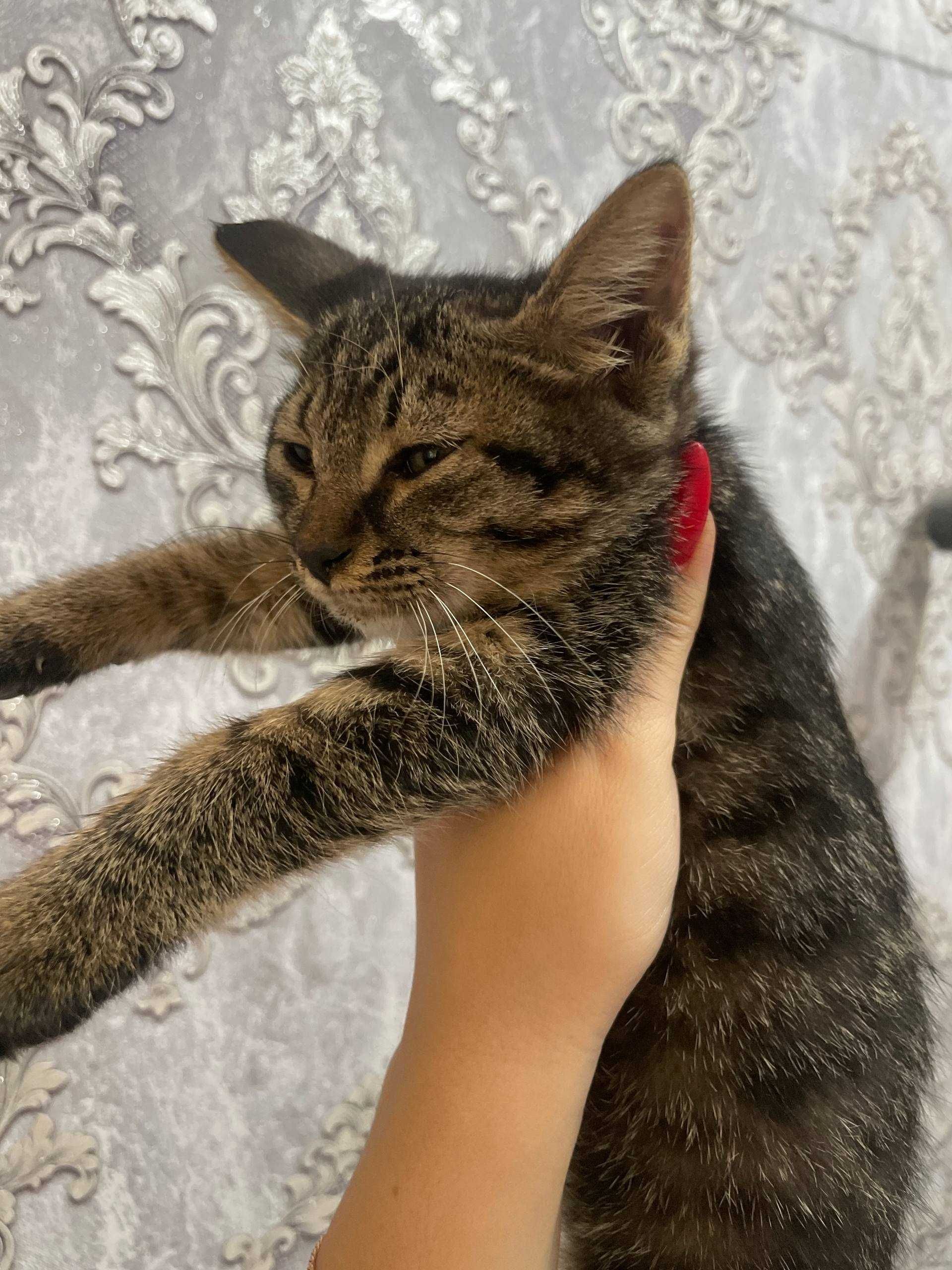 Отдам двух красивых котят бесплатно (в хорошие руки)