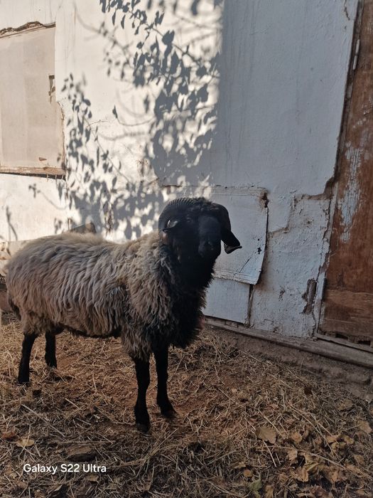 Qo'chqar sotiladi to'ya opparmoqa tayyor narsa