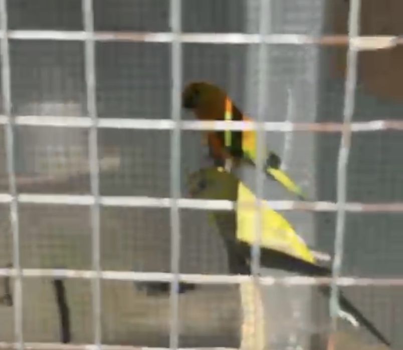 Vănd o pereche căntători maturi…