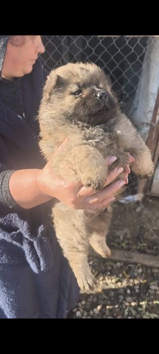 Chow chow, rasa pura