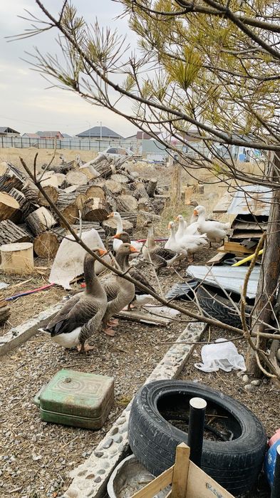 Гусь / Гуси молодняк