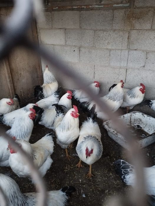 Продаютса Адлеры петухи/Адлер қораздар