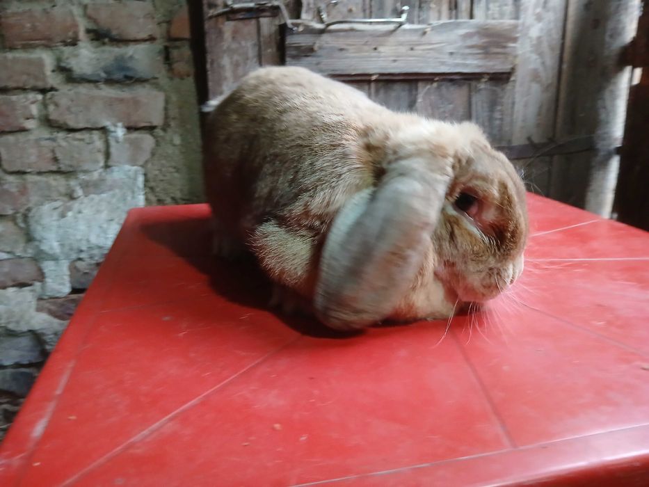 vinzari iepuri de casa