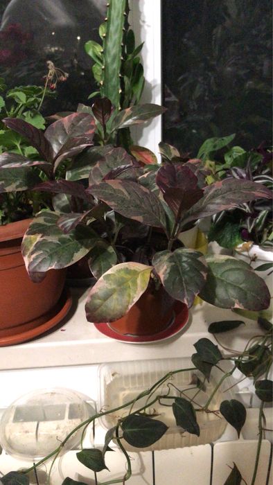 Комнатные растения от 1500 тг