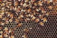пчелы, пакеты, семьи породы карника