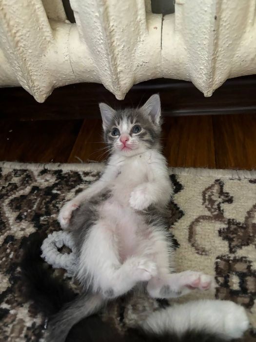 Котёнок  2 месяца