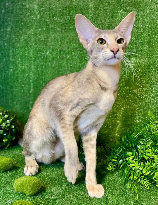 Кошка ориентальной породы