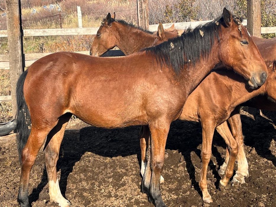 Продам лошадь 1,5 года